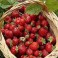 FRAISES CLERY (500 GRS)