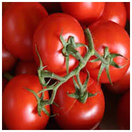 TOMATES GRAPPES
