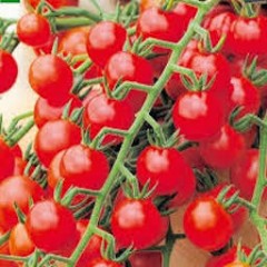 TOMATES GRAPPE CERISE