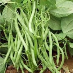 HARICOTS VERTS ( 500 GRS) 