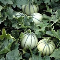 MELON 