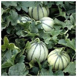 MELON 