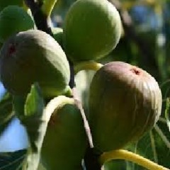 FIGUES FRAICHES