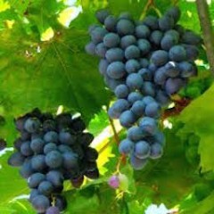 RAISIN MUSCAT