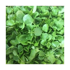 CRESSON DU JARDIN
