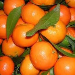 CLEMENTINES CORSES