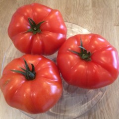 TOMATES CHARNUES
