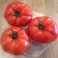 TOMATES CHARNUES