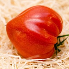 TOMATE COEUR DE BOEUF 