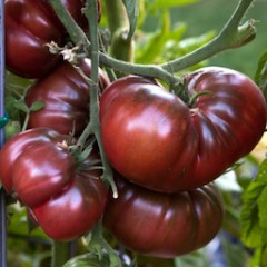 TOMATES NOIRES ANCIENNES 500 GRS