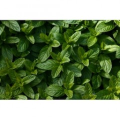 MENTHE POIVRÉE 