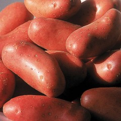 CHÉRIE (1KG)