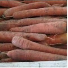 CAROTTES BOTTE
