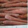 CAROTTES BOTTE