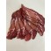 COPPA