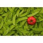 HARICOT MANGETOUT
