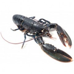 HOMARD VIVANT 500 GRS