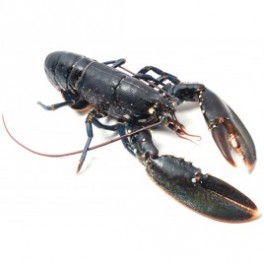 HOMARD VIVANT 500 GRS