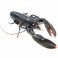 HOMARD VIVANT 500 GRS