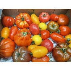 TOMATES MELANGE