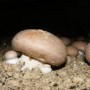 CHAMPIGNONS DE PARIS
