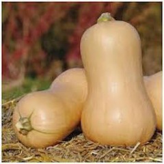 COURGE BUTTERNUT BIO