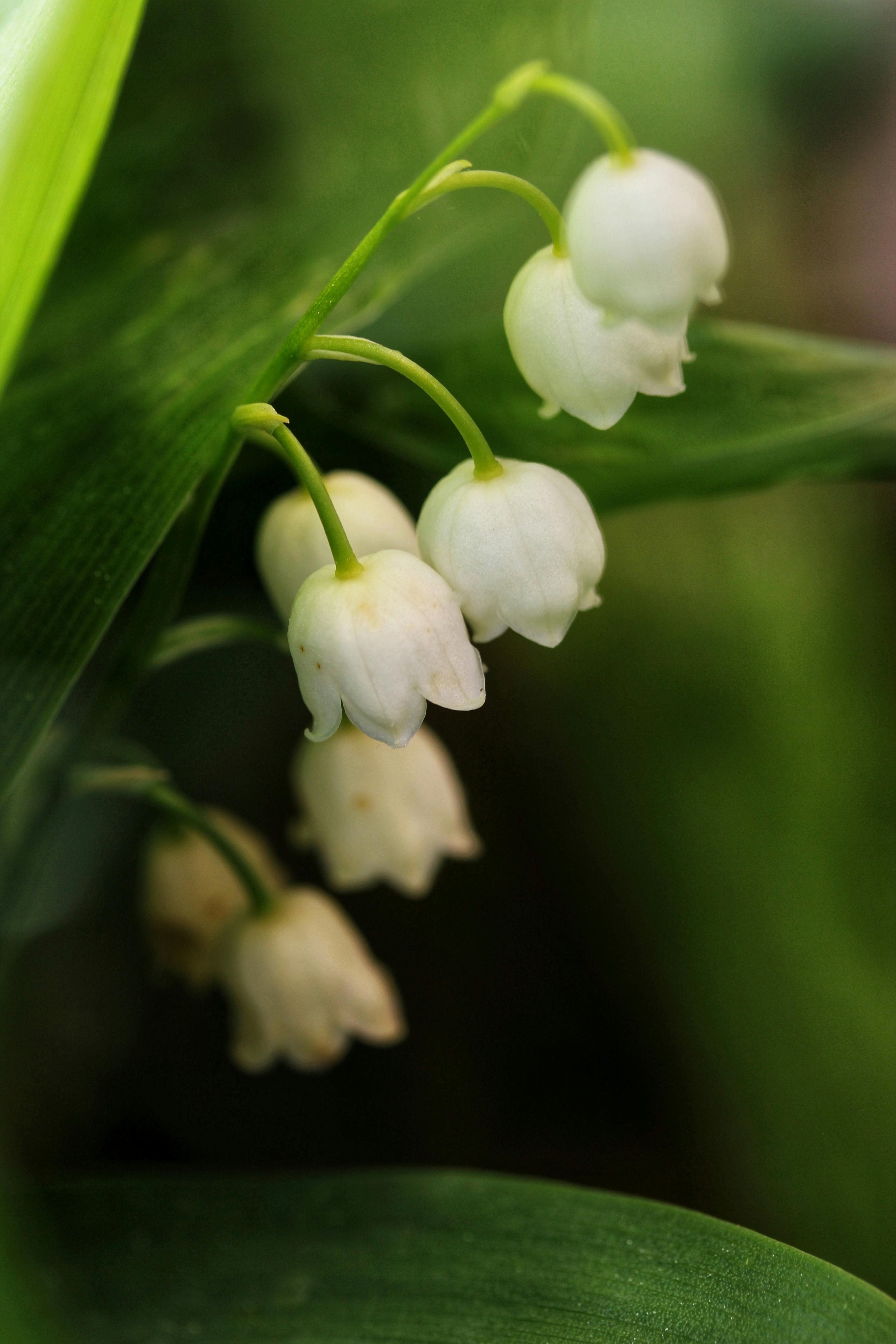 Muguets de Mai